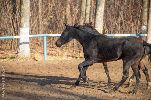 Wallpaper Mural horses in motion Torontodigital.ca