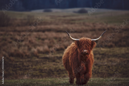 Young Scottish Highland Beef Cattle 