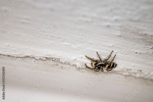 Black and white spider leaping on white wall.