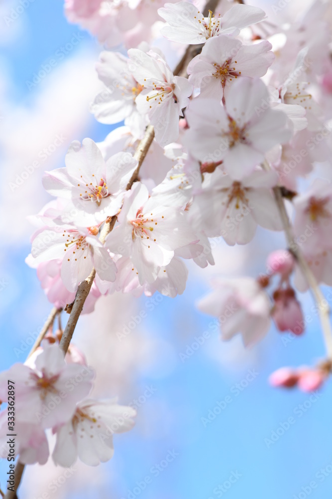 しだれ桜 しだれ桜