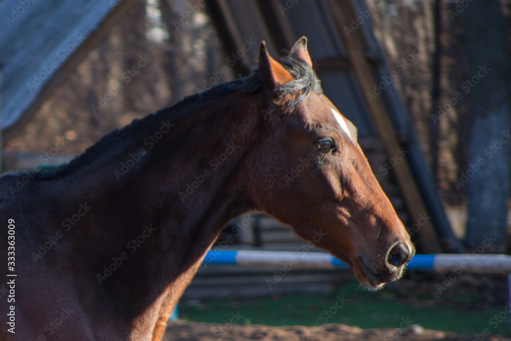 Naklejka premium portrait of a red horse