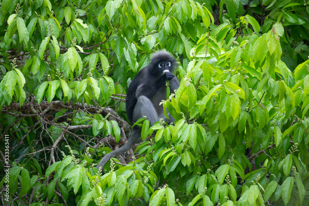 Obraz premium Dusky Langur(Spectacled Langur) (Trachypithecus obscurus)at Kaeng Krachan National Park