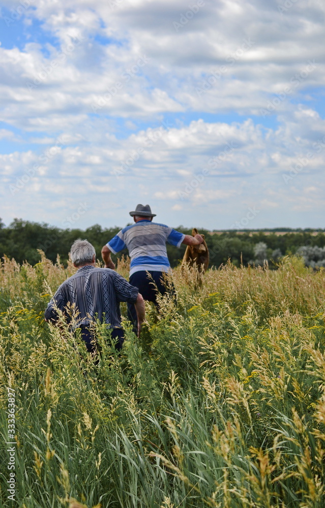 two elderly men in traditional dress climbing a hill through tall green grass two elderly men in traditional dress climbing a hill through tall green grass