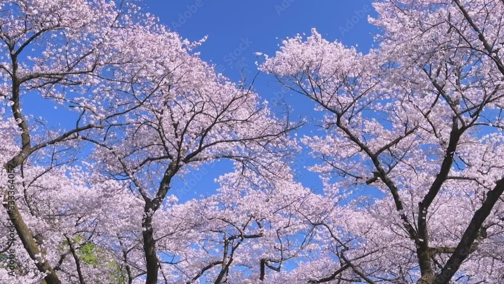 青空と満開の桜 青空と満開の桜