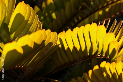 Green leaves  shadow effects texture background