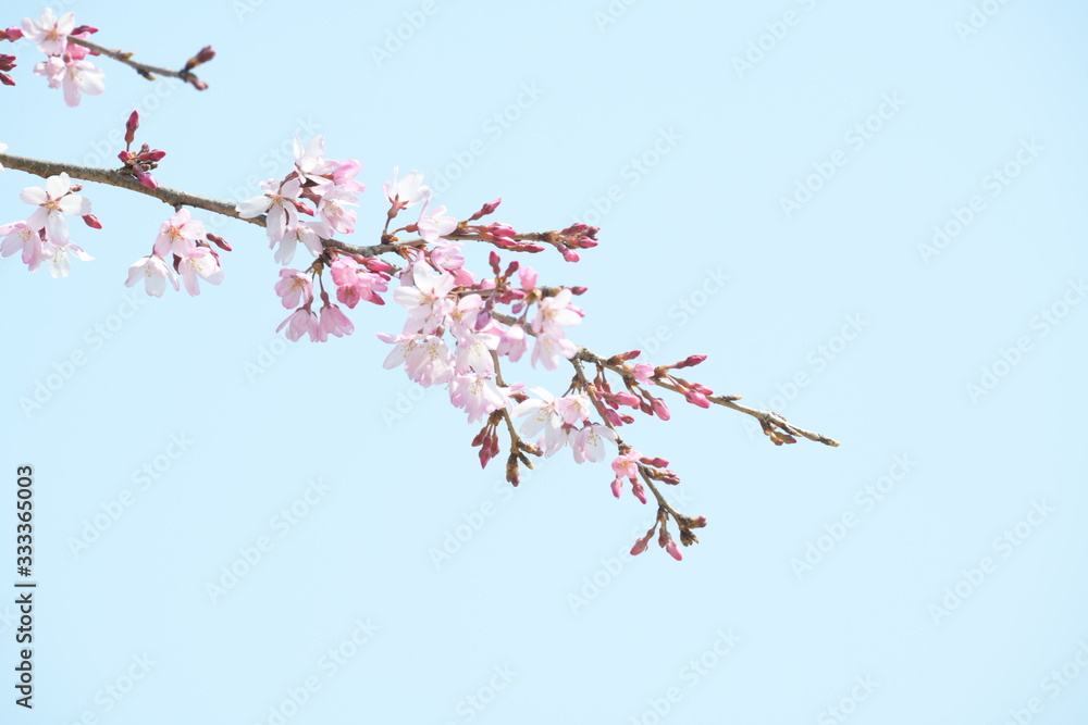 しだれ桜