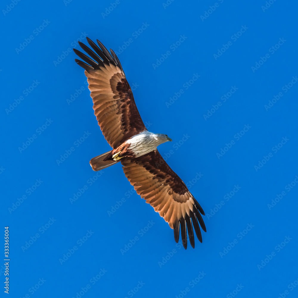 Naklejka premium A kite soars in the blue sky
