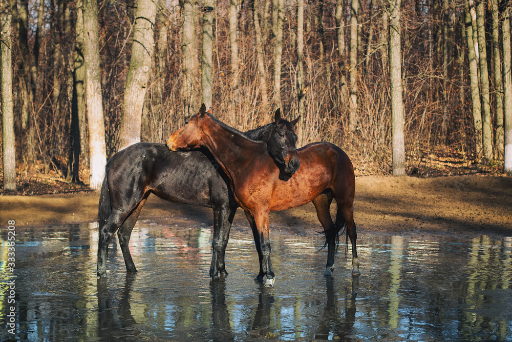 red and black horse at the watering hole
