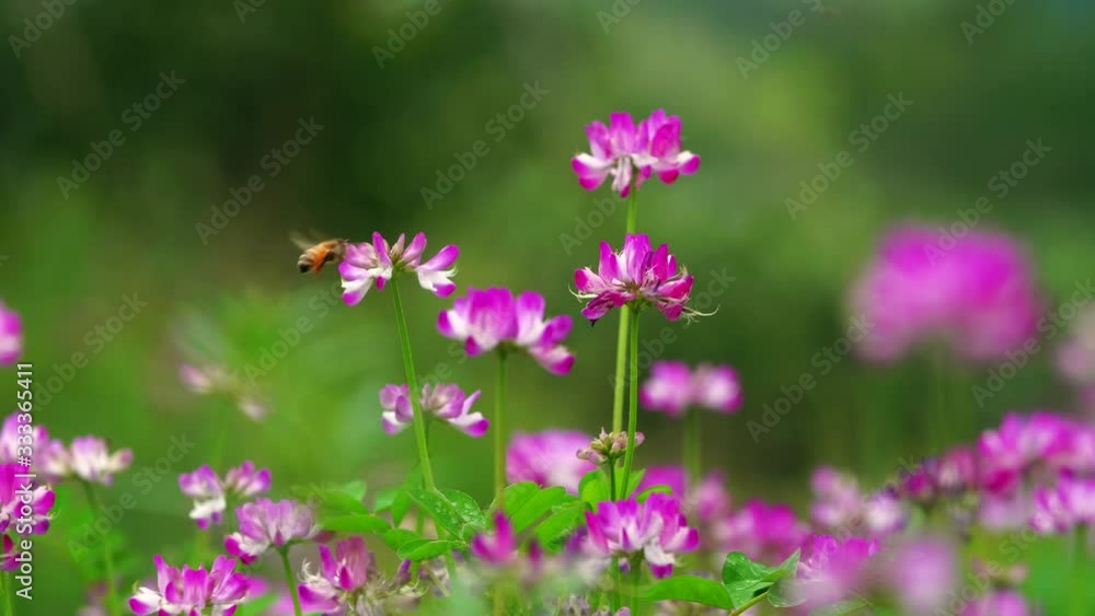 Honey bee flying around spring blooming purple pink flower outdoor in the nature field shoot in 4k 60 FPS Honey bee flying around spring blooming purple pink flower outdoor in the nature field shoot in 4k 60 FPS