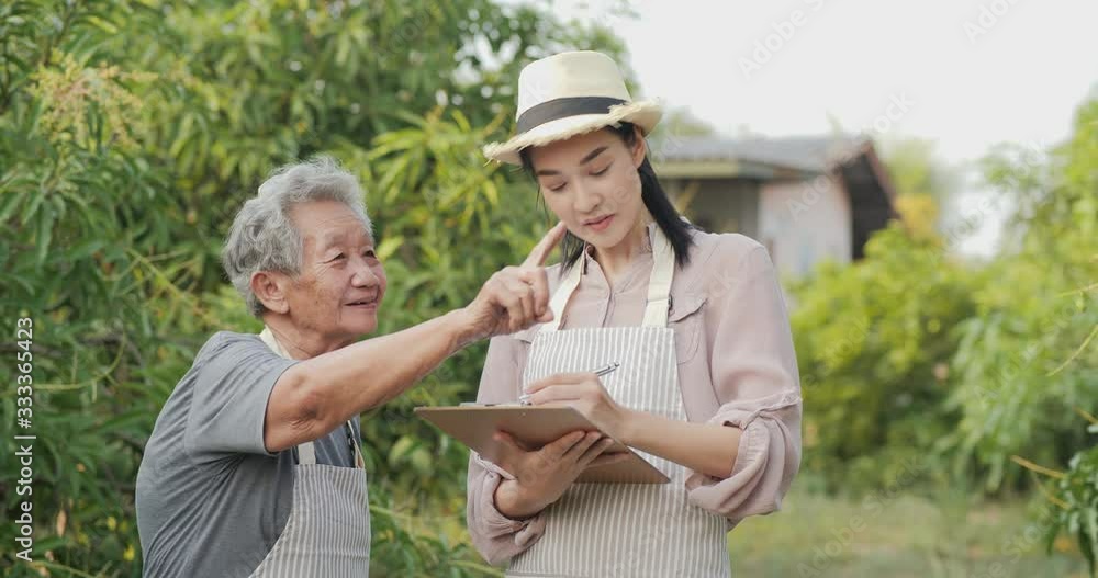 Beautiful woman and farmer working on the Green melons or cantaloupe melons plants growing in farms with senior woman. Beautiful woman and farmer working on the Green melons or cantaloupe melons plants growing in farms with senior woman.