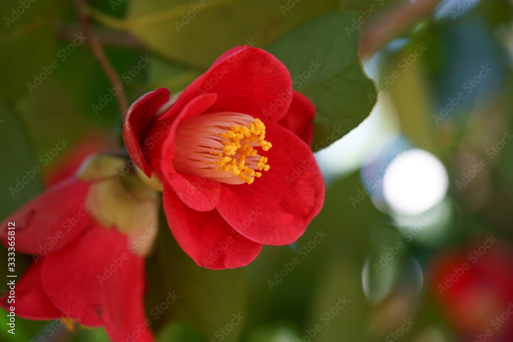 椿の赤い花が咲く