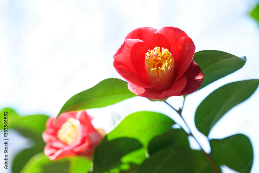 椿の赤い花が咲く 椿の赤い花が咲く