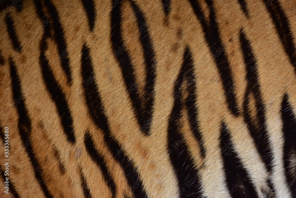 Bengal tiger pattern, in the middle of the body Bengal tiger pattern, in the middle of the body