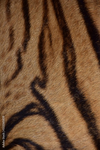 Bengal tiger pattern  in the middle of the body