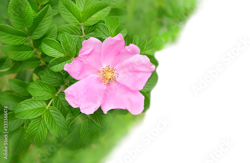 Pink rosehip flower with green leaves macro on white background. copy space