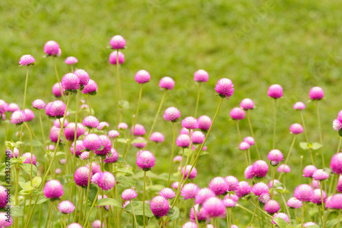 Flower Eriocaulon henryanum Ruhle in Thailand 