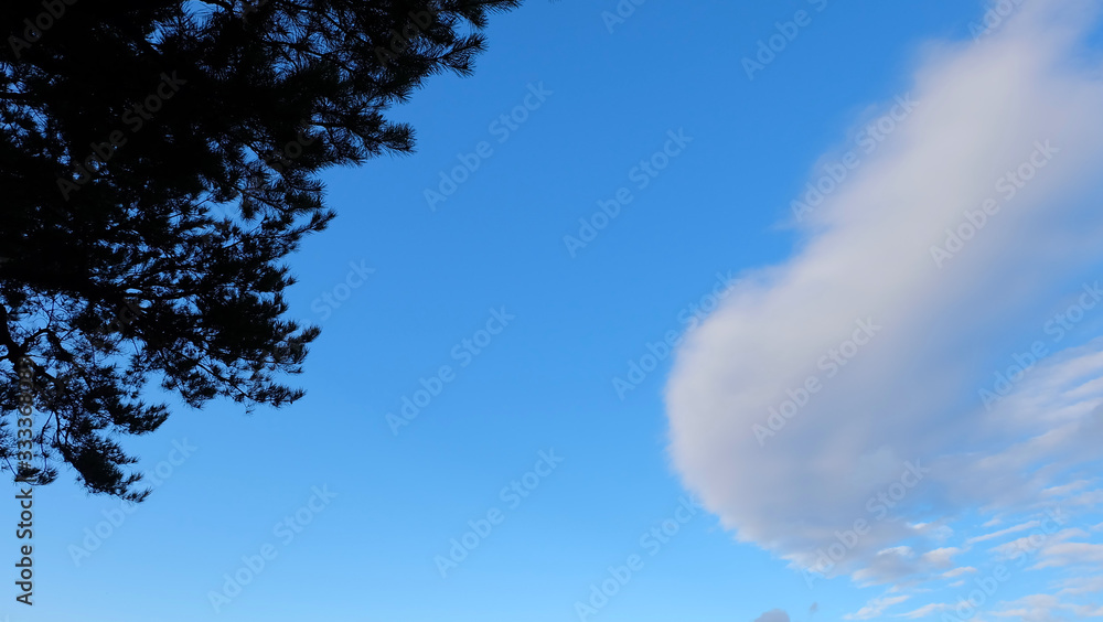 Blue sky with silhouette of tree foliage on the top left corner, and large white cloud on the other side.