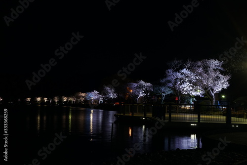 千波湖の桜のライトアップ © tomo