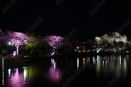 千波湖の桜のライトアップ