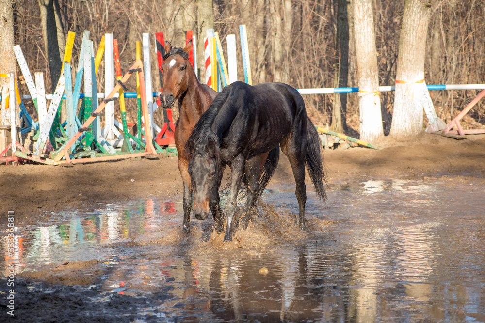 red and black horse at the watering hole
