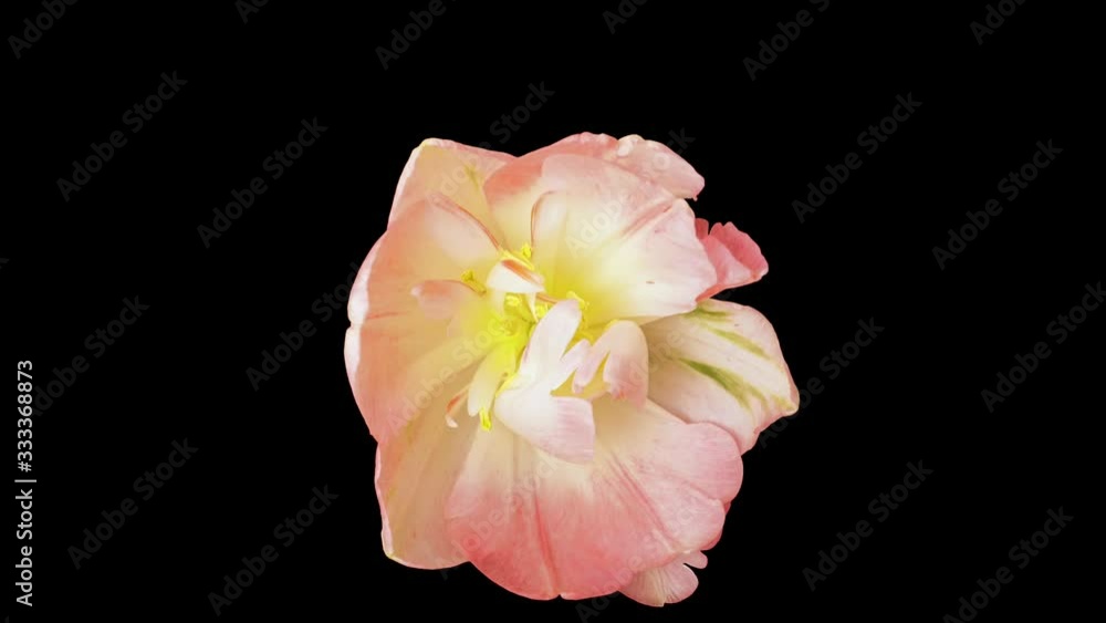 Beautiful timelapse of pink tulips. Beautiful timelapse of pink tulips.