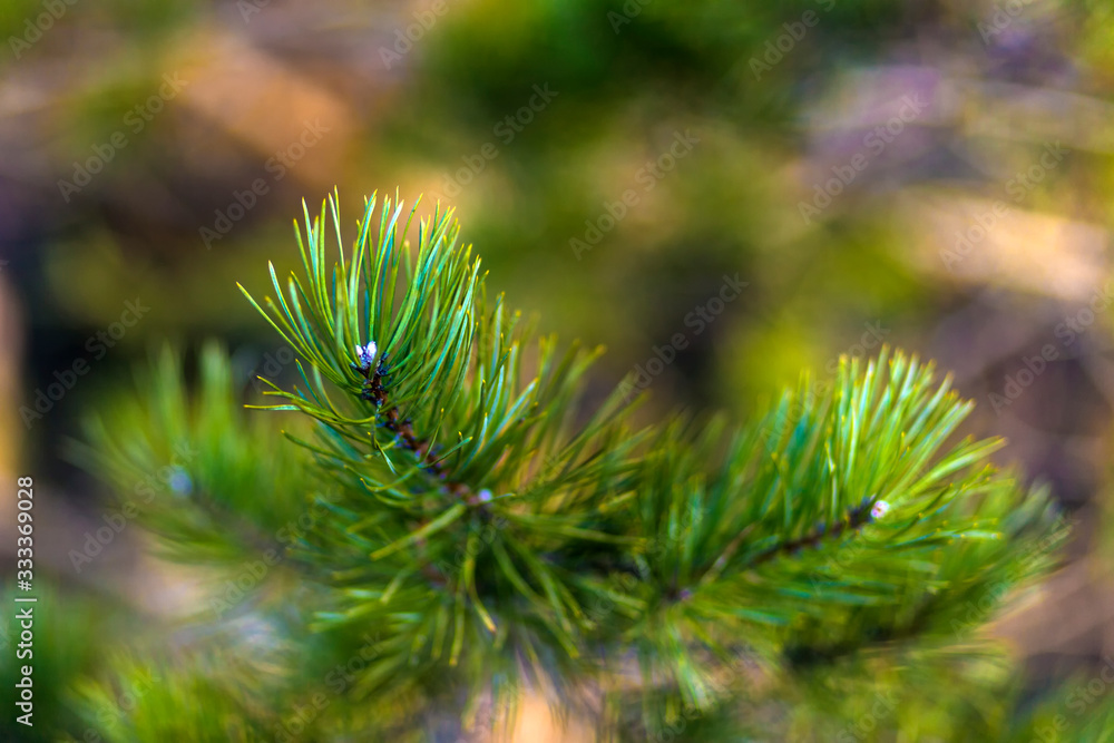 Very beautiful sunlit spring pine branch with blur background. The branch may not be in focus. Blurred pine branch. Nature concept Very beautiful sunlit spring pine branch with blur background. The branch may not be in focus. Blurred pine branch. Nature concept
