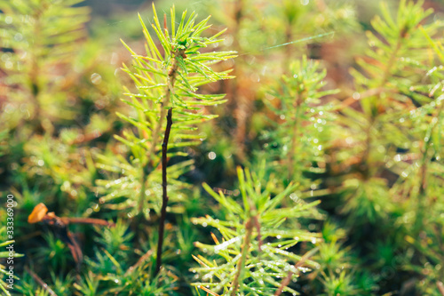 A young sapling of spruce grows in the forest ground with green moss. Sapling spruce planted by nature. Small coniferous trees. Green sprouts of spruce trees.