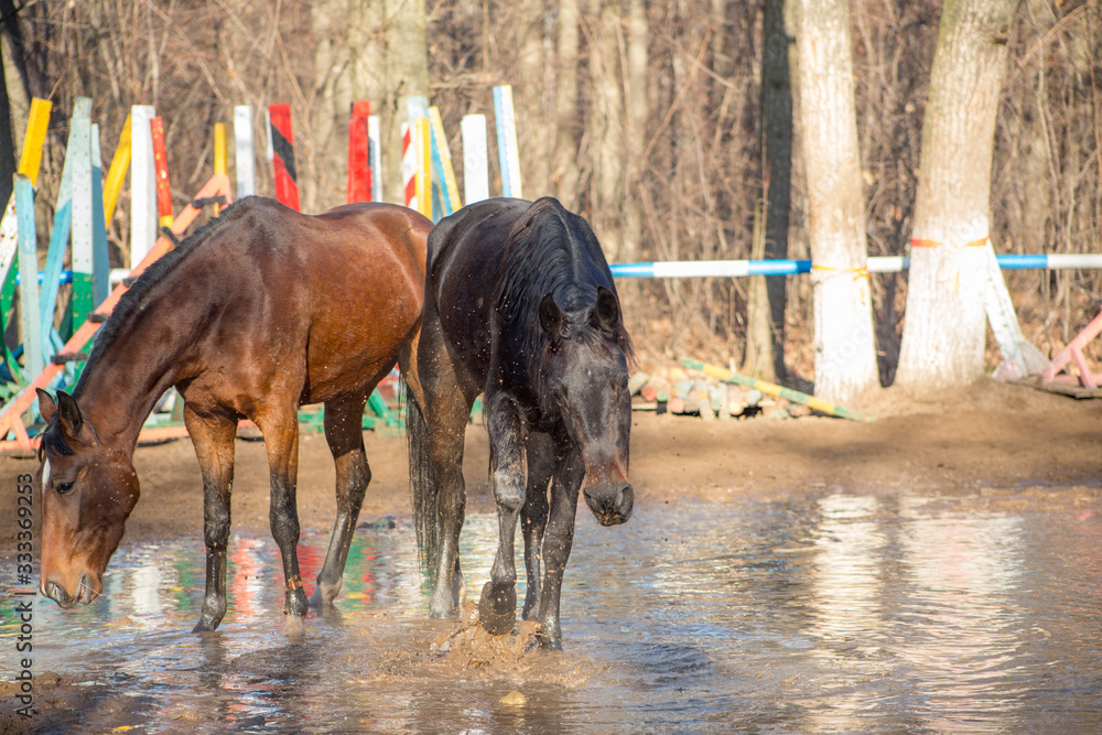 red and black horse at the watering hole