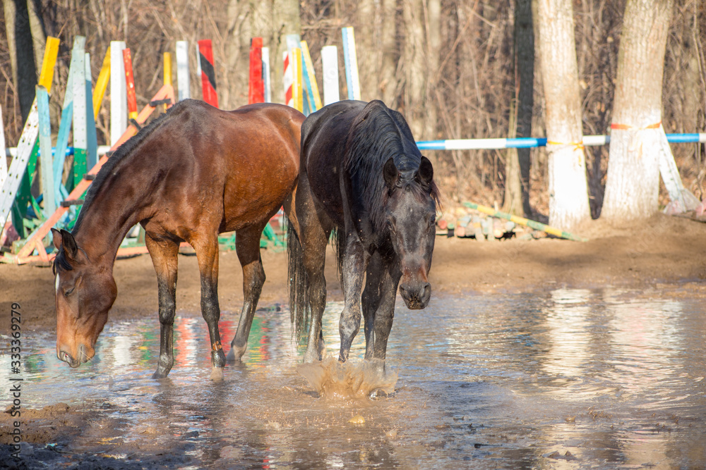 red and black horse at the watering hole
