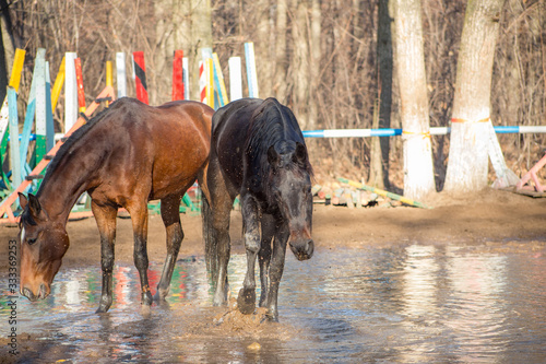 red and black horse at the watering hole