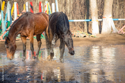 Obraz na płótnie red and black horse at the watering hole w salonie