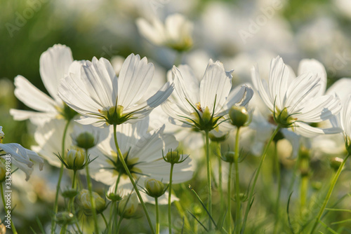 Cosmos flower in garden,Thailand