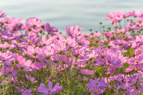 Cosmos flower in garden,Thailand