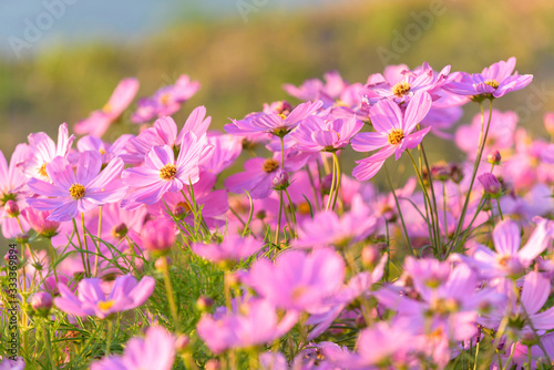Cosmos flower in garden,Thailand