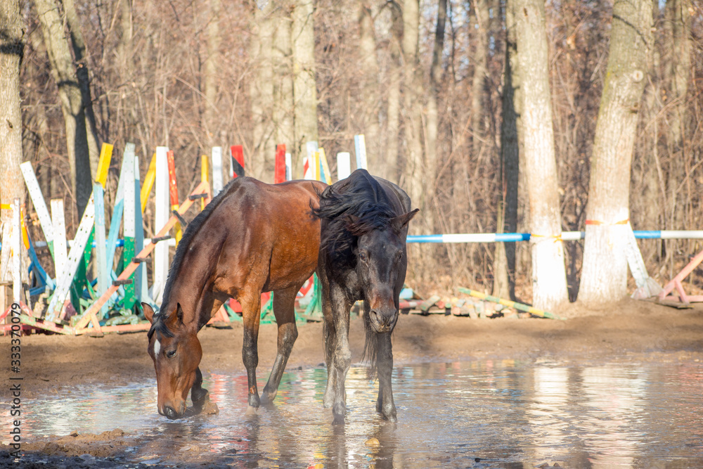 red and black horse at the watering hole