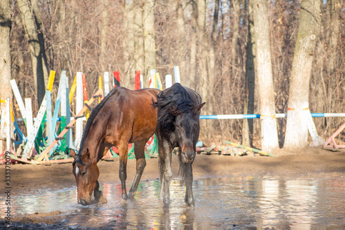 red and black horse at the watering hole