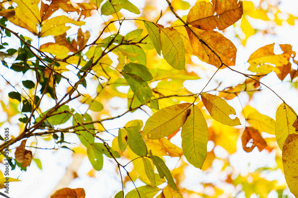 Fototapeta premium Leaves orange color in nature