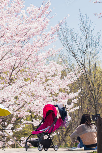 春の満開の桜の公園で花見している親子