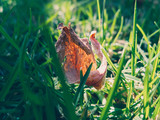 Dry leaf on the grass