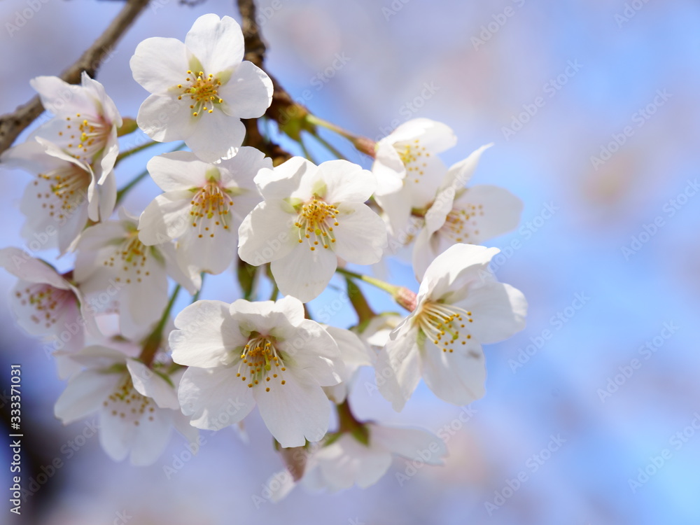 青空を背景に淡く白い桜の花