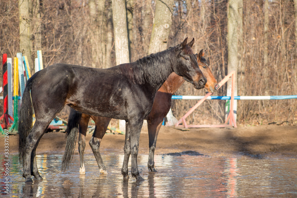 red and black horse at the watering hole
