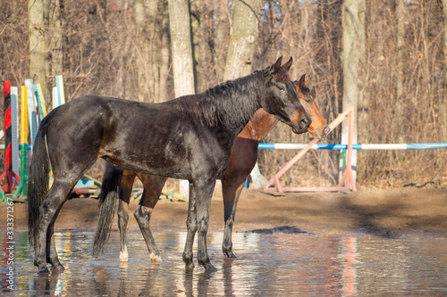 Obraz na płótnie red and black horse at the watering hole w salonie