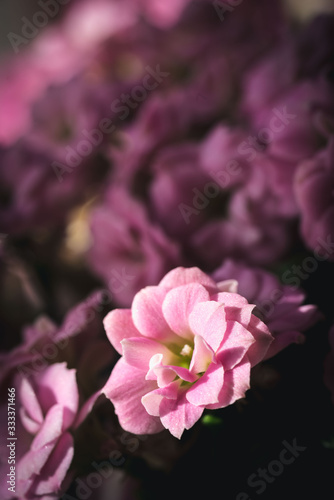 A macro of a small pink flower © LesrecettesdeMelanie