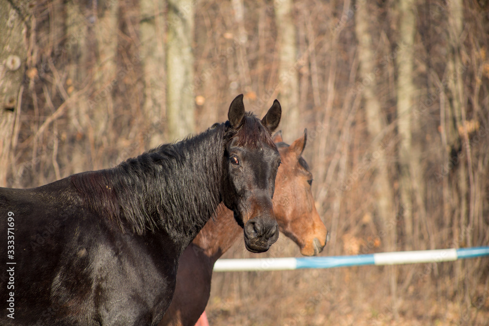 portraits of a red and black horse