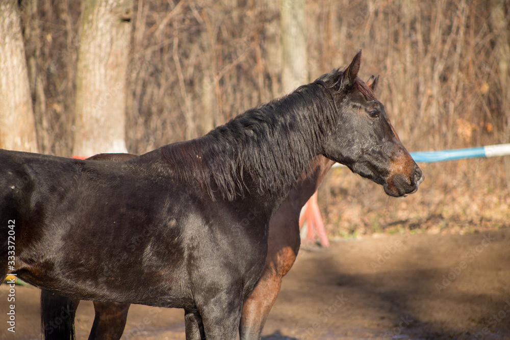 portraits of a red and black horse
