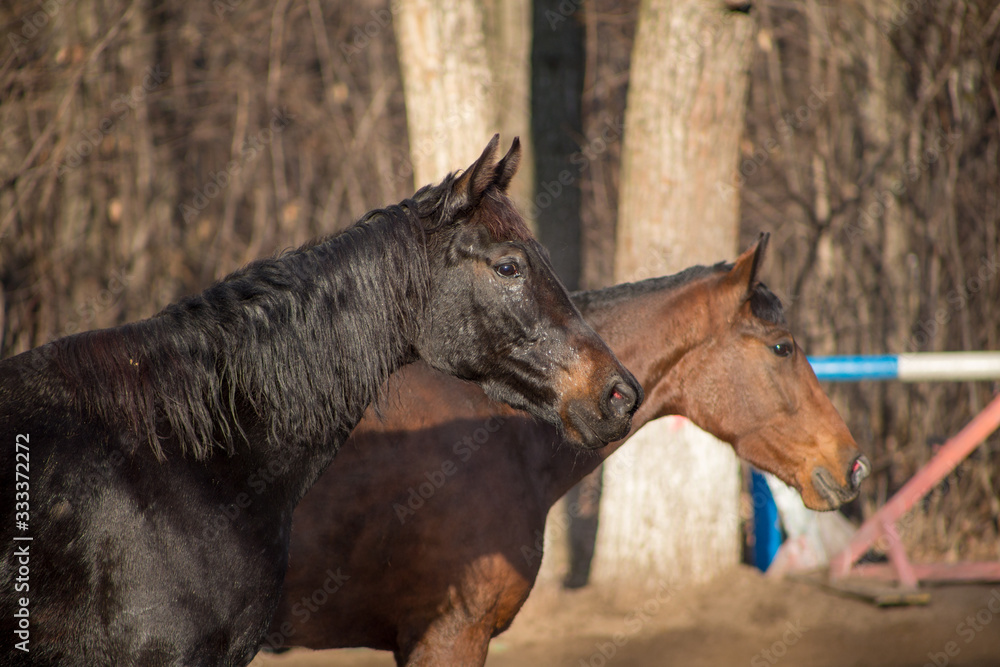 portraits of a red and black horse