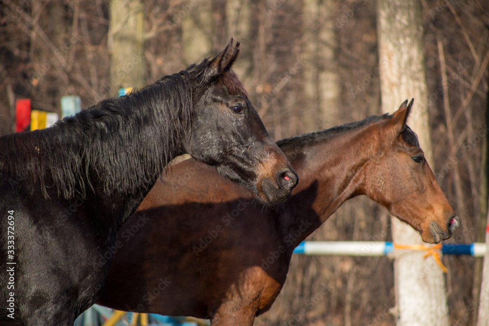portraits of a red and black horse