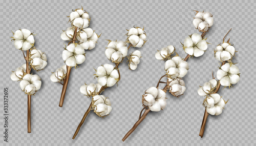 Realistic cotton branches with flowers, beautiful stems with white blossoms isolated transparent background, natural fluffy fiber ripe bolls with soft texturedesign element 3d vector illustration