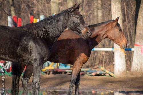 portraits of a red and black horse