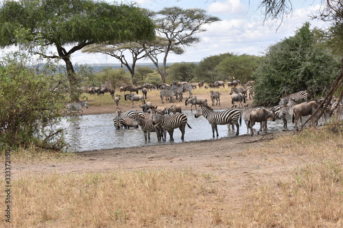 View of Tarangire National Park  Tanzania